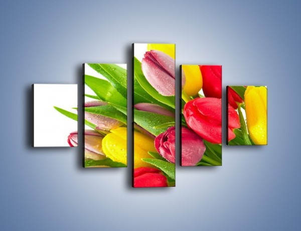 Obraz na płótnie – Kropelki wody na kolorowych tulipanach – pięcioczęściowy K049W1