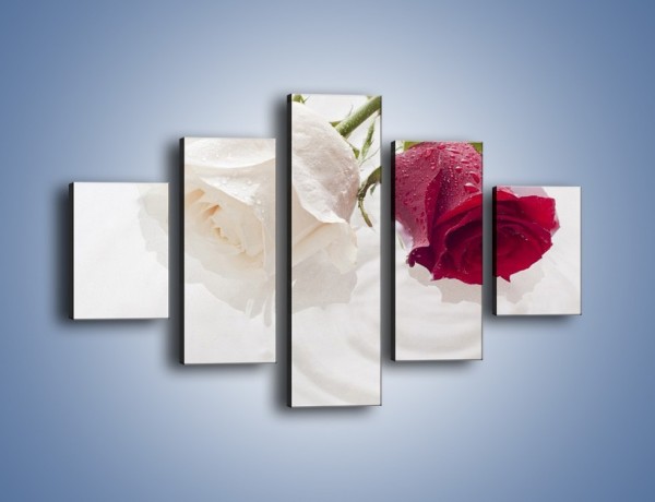 Obraz na płótnie – Róża biała czy czerwona – pięcioczęściowy K077W1
