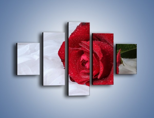 Obraz na płótnie – Bordowa róża na białej pościeli – pięcioczęściowy K1023W1