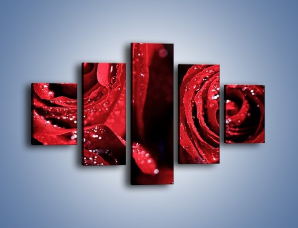 Obraz na płótnie – Róża czerwona jak wino – pięcioczęściowy K170W1