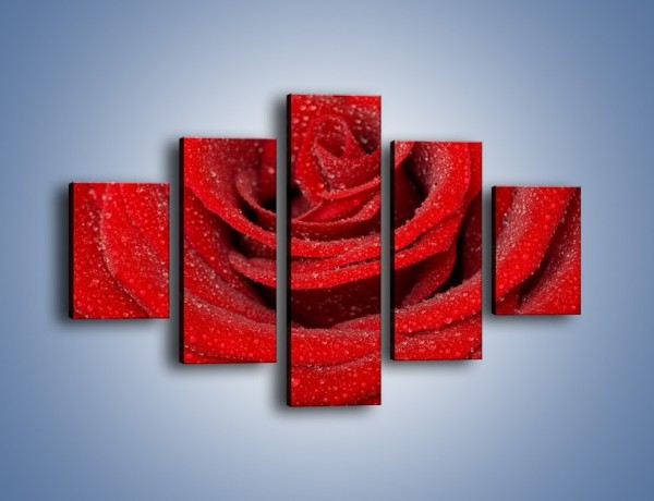 Obraz na płótnie – Czerwona moc w róży – pięcioczęściowy K171W1