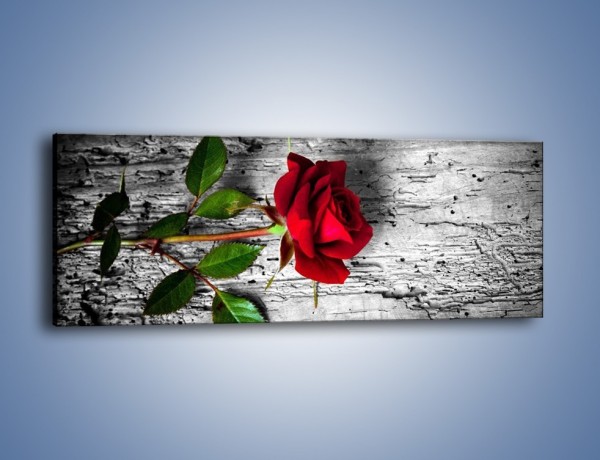 Obraz na płótnie – Róża na surowym tle – jednoczęściowy panoramiczny K843
