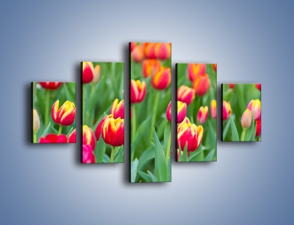 Obraz na płótnie – Spacer wśród czerwonych tulipanów – pięcioczęściowy K231W1