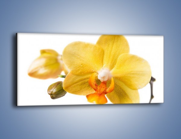 Obraz na płótnie – Kwiat jak soczysta pomarańcza – jednoczęściowy panoramiczny K851