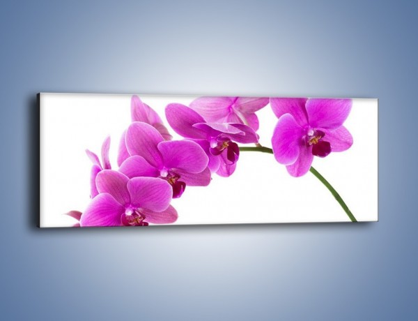 Obraz na płótnie – Kwiaty w lewą stronę – jednoczęściowy panoramiczny K853
