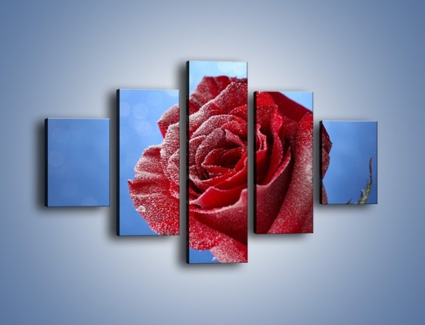 Obraz na płótnie – Róża w chłodne dni – pięcioczęściowy K597W1