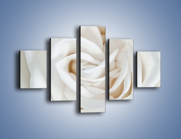 Obraz na płótnie – Biel róży za dnia – pięcioczęściowy K709W1