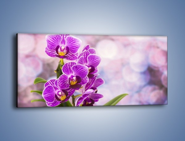 Obraz na płótnie – Storczyk i fioletowe tło – jednoczęściowy panoramiczny K863