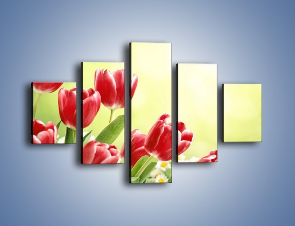 Obraz na płótnie – Polne tulipany i stokrotki – pięcioczęściowy K789W1