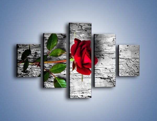 Obraz na płótnie – Róża na surowym tle – pięcioczęściowy K843W1