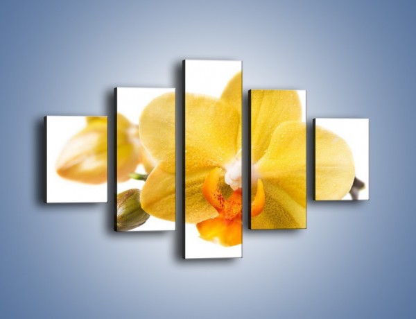 Obraz na płótnie – Kwiat jak soczysta pomarańcza – pięcioczęściowy K851W1
