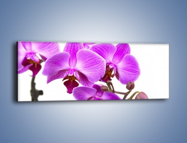 Obraz na płótnie – Samotne kwiaty bez dodatków – jednoczęściowy panoramiczny K870