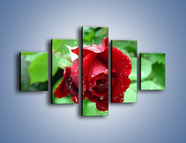 Obraz na płótnie – Zdrowa róża w ogrodzie – pięcioczęściowy K875W1