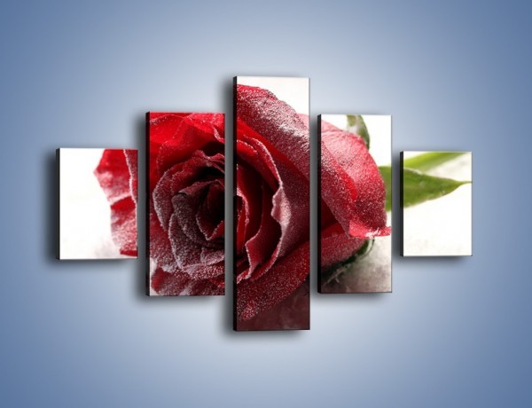 Obraz na płótnie – Zimne podłoże i czerwona róża – pięcioczęściowy K933W1
