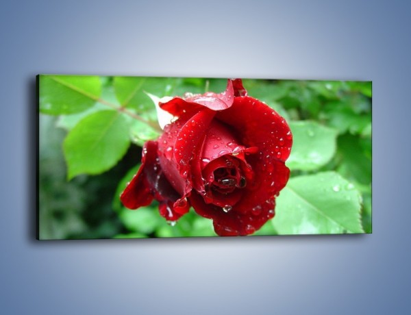 Obraz na płótnie – Zdrowa róża w ogrodzie – jednoczęściowy panoramiczny K875