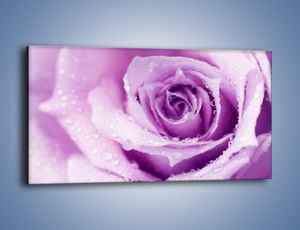 Obraz na płótnie – Jasny fiolet w róży – jednoczęściowy panoramiczny K894