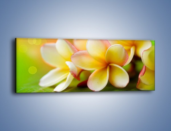 Obraz na płótnie – Kwiaty jak marcepanowe wypieki – jednoczęściowy panoramiczny K898