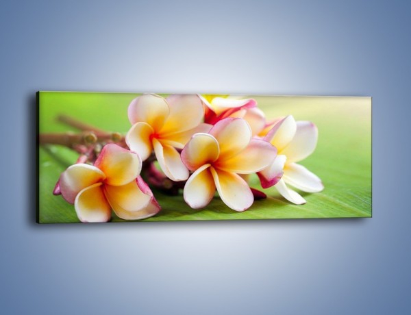 Obraz na płótnie – Nowa odmiana magnolii – jednoczęściowy panoramiczny K899