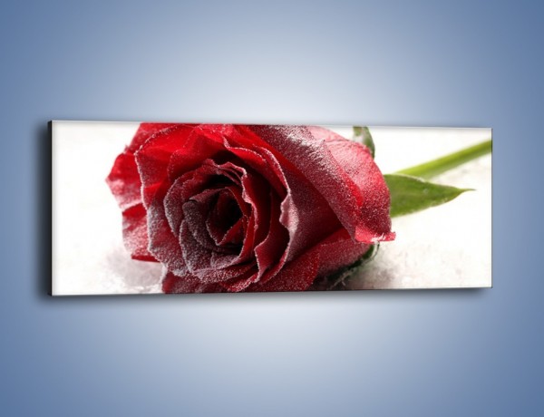 Obraz na płótnie – Zimne podłoże i czerwona róża – jednoczęściowy panoramiczny K933