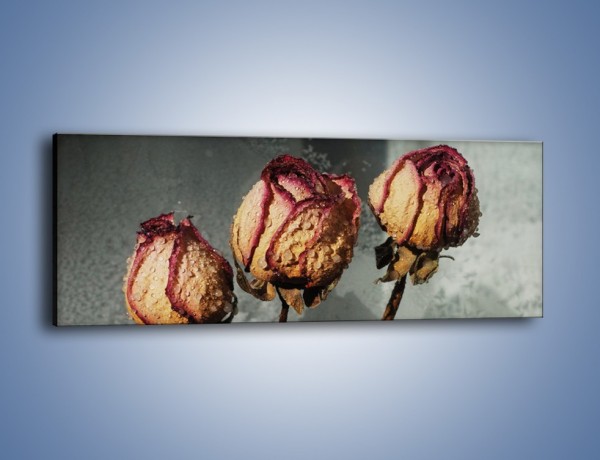 Obraz na płótnie – Ususzone zmoczone róże – jednoczęściowy panoramiczny K944
