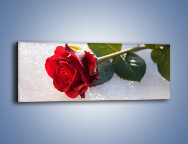 Obraz na płótnie – Gorąca róża na zmrożonej tafli – jednoczęściowy panoramiczny K946