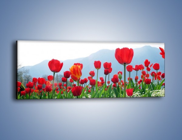 Obraz na płótnie – Konwalie wśród dojrzałych tulipanów – jednoczęściowy panoramiczny K947