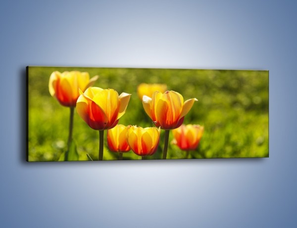 Obraz na płótnie – Pomarańczowe kwiaty i zieleń – jednoczęściowy panoramiczny K952