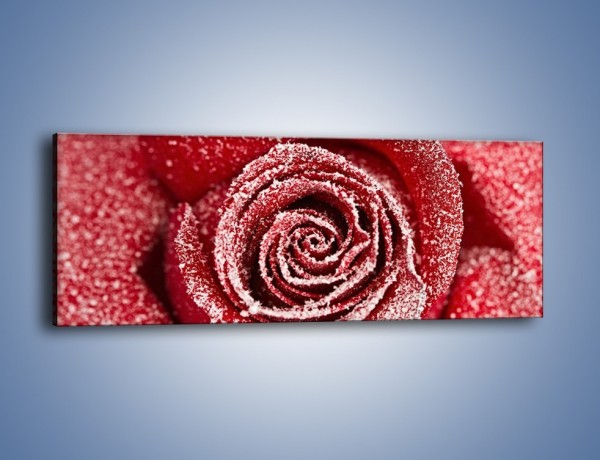 Obraz na płótnie – Szron na różanych płatkach – jednoczęściowy panoramiczny K958