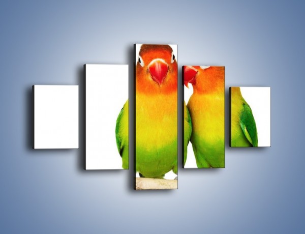 Obraz na płótnie – Sekrety uśmiechniętych papug – pięcioczęściowy Z017W1