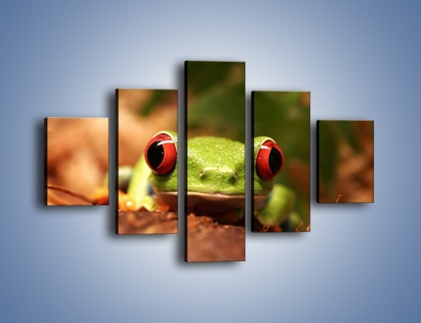 Obraz na płótnie – Bystre oczka małej żabki – pięcioczęściowy Z023W1