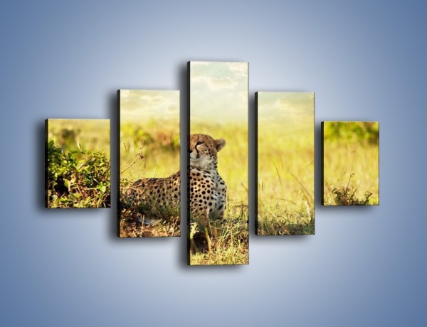 Obraz na płótnie – Relaks z gepardem w cieniu – pięcioczęściowy Z040W1