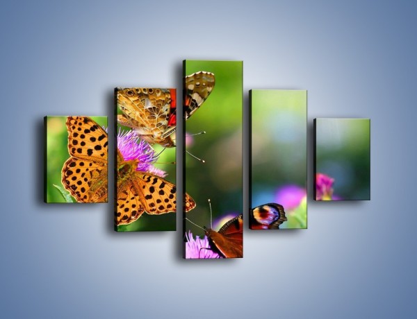 Obraz na płótnie – Świat kolorowych motyli – pięcioczęściowy Z053W1