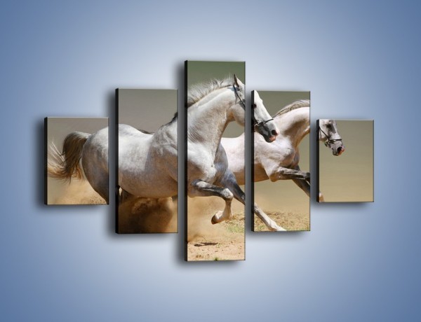 Obraz na płótnie – Białe konie w pustynnym galopie – pięcioczęściowy Z055W1