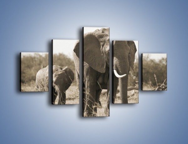 Obraz na płótnie – Wędrówki słoni przez sawannę – pięcioczęściowy Z081W1
