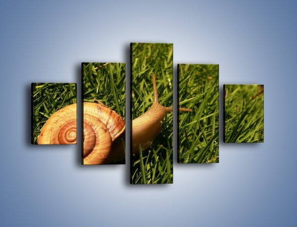 Obraz na płótnie – Z ślimakiem przez łąkę – pięcioczęściowy Z103W1