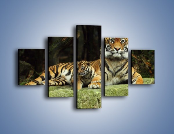 Obraz na płótnie – Tygrysia mamusia z maleństwem – pięcioczęściowy Z138W1