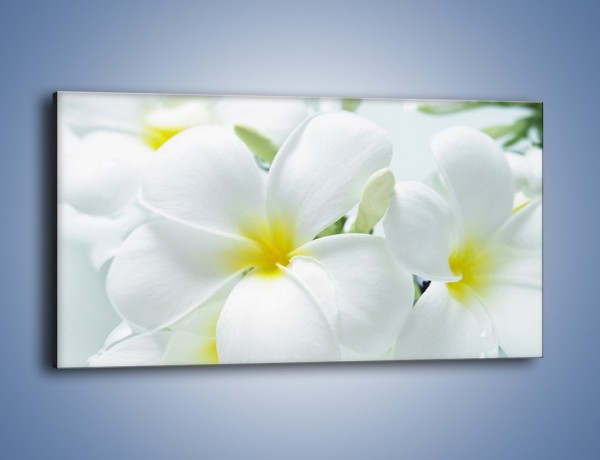 Obraz na płótnie – Śniegowe główki kwiatów – jednoczęściowy panoramiczny K963