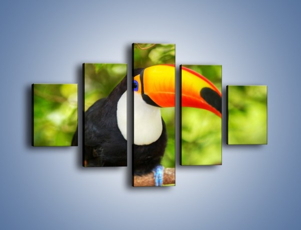 Obraz na płótnie – Kolorowy dziób tukana – pięcioczęściowy Z195W1