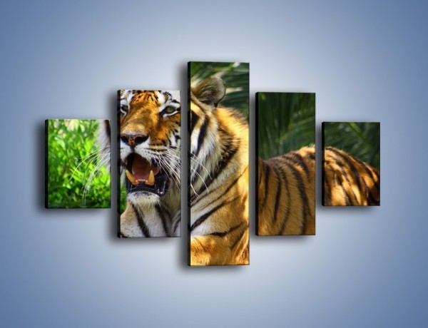 Obraz na płótnie – Cała duma tygrysa – pięcioczęściowy Z199W1