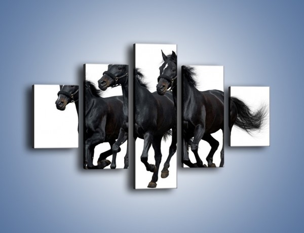 Obraz na płótnie – Trio czarnych ogierów – pięcioczęściowy Z202W1