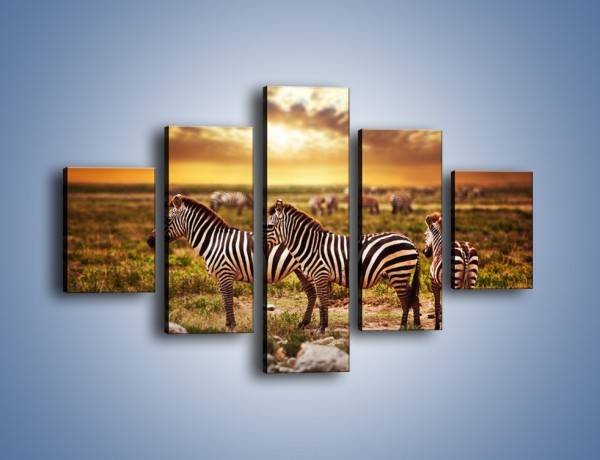 Obraz na płótnie – Zebra w dwóch kolorach – pięcioczęściowy Z221W1
