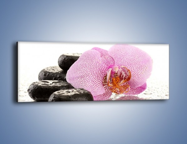 Obraz na płótnie – Kwiat otoczony kamieniami – jednoczęściowy panoramiczny K967