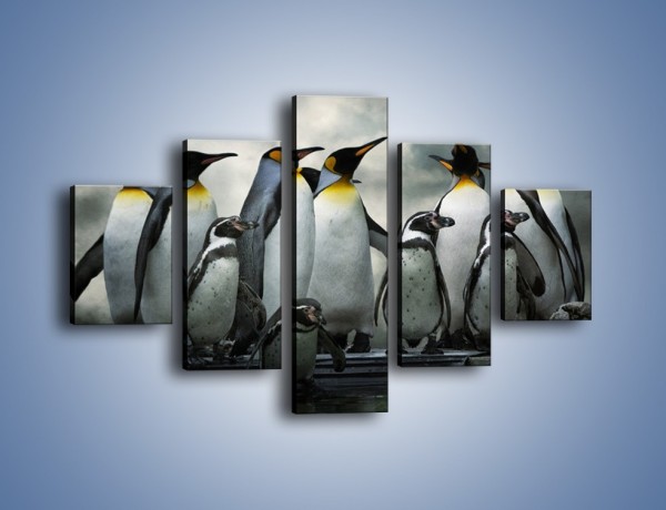 Obraz na płótnie – Pingwinki z madagaskaru – pięcioczęściowy Z247W1