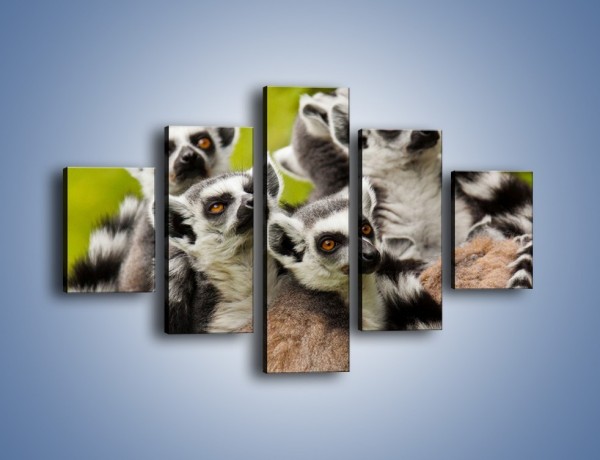 Obraz na płótnie – Wszystko wiedzące lemury – pięcioczęściowy Z259W1