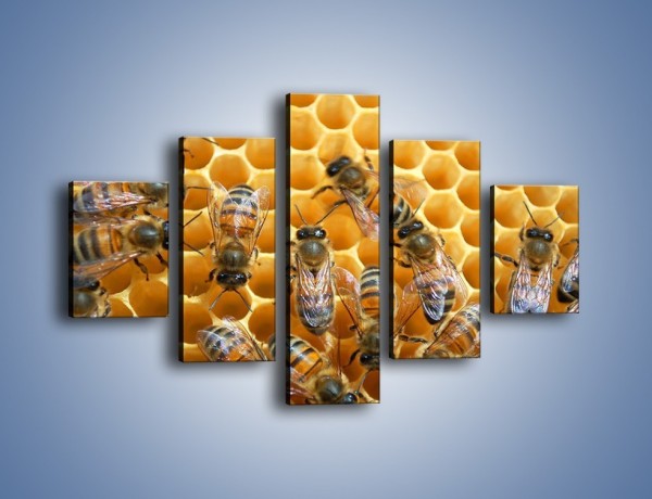 Obraz na płótnie – Pszczoły na plastrze miodu – pięcioczęściowy Z265W1