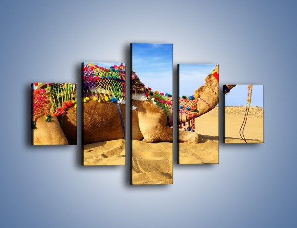 Obraz na płótnie – Wystrojony wielbłąd na pustyni – pięcioczęściowy Z266W1