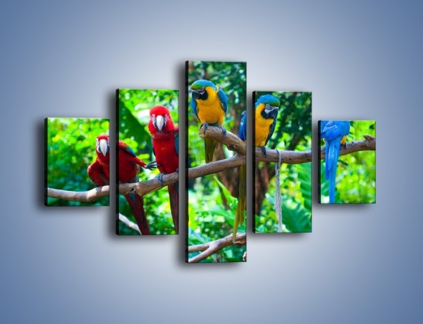 Obraz na płótnie – Obrażona koleżanka w gronie papug – pięcioczęściowy Z269W1