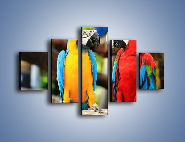Obraz na płótnie – Ploty papuzie – pięcioczęściowy Z276W1