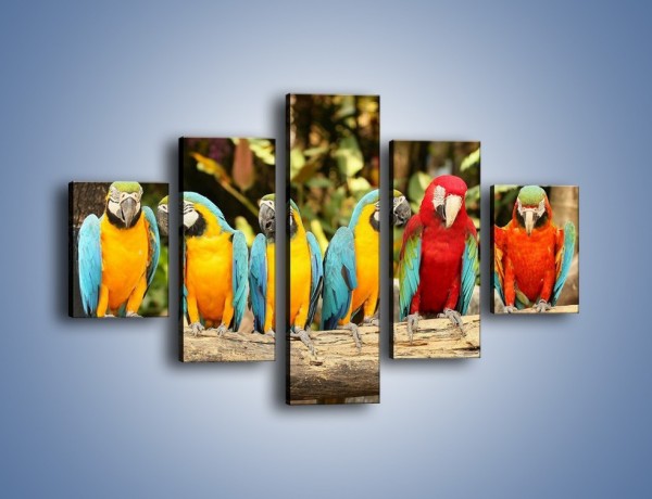 Obraz na płótnie – Sześć papug czeka na siódmego – pięcioczęściowy Z279W1