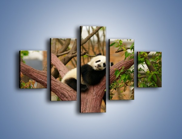 Obraz na płótnie – Sen pandy na drzewie – pięcioczęściowy Z286W1